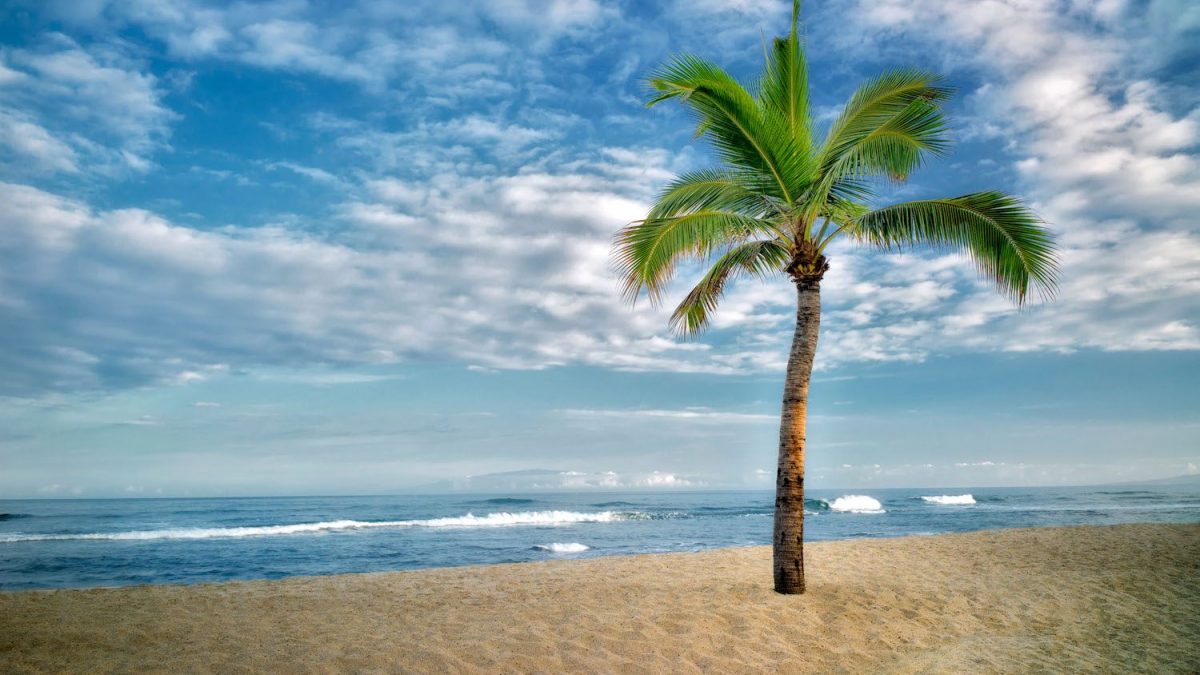 Pohon kelapa dan garis pantai di siang cerah