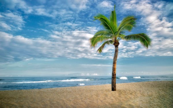 Pohon kelapa dan garis pantai di siang cerah