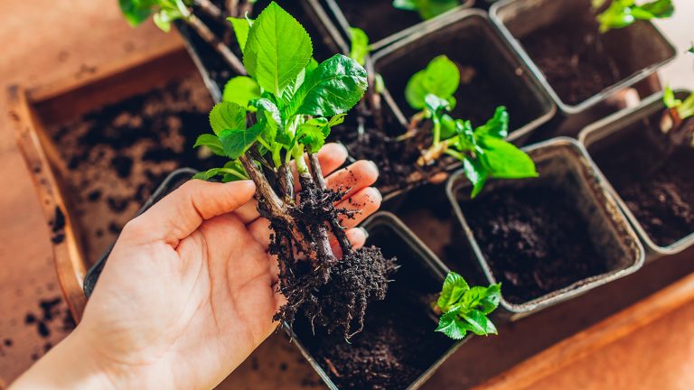 Manfaat Berkebun di Rumah untuk Tubuh dan Pikiran